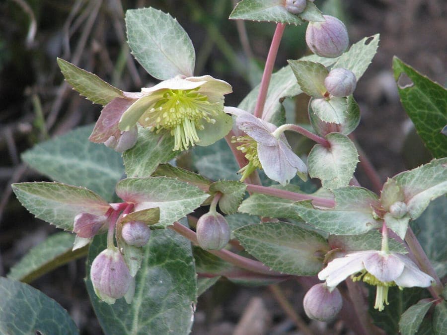 Helleborus lividus mit weissen Blütchen