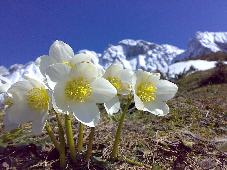 White flowers of the Christmas-rose (Helleborus niger) in winter among dark green foliage