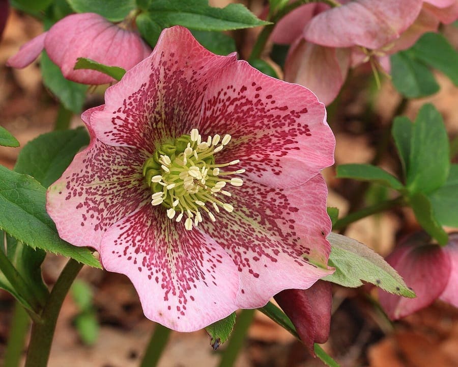 Helleborus orientalis en pleine floraison dans un coin ombragé du jardin, avec des feuilles vert foncé et des fleurs penchées en nuances de rose, blanc et pourpre.