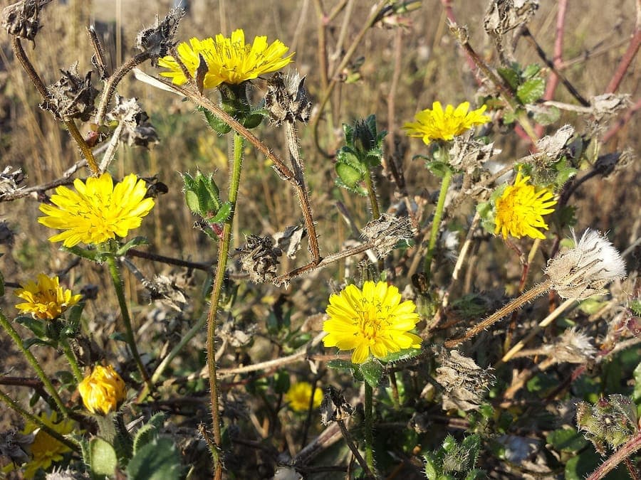 Picride fausse Vipérine en fleur jaune dans un jardin sec ensoleillé avec gravier et roches