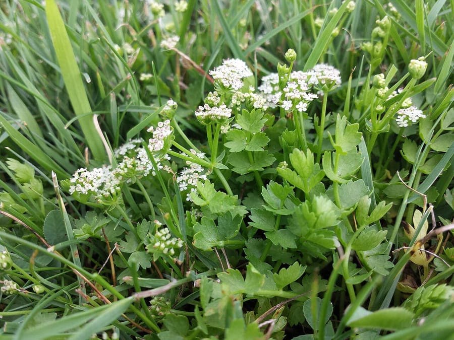 Kriechende Sellerie-Blüte