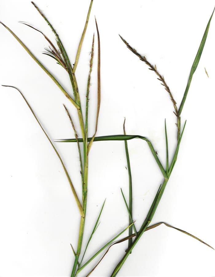 Hemarthria altissima displays characteristic grass plumes in moist growing environment