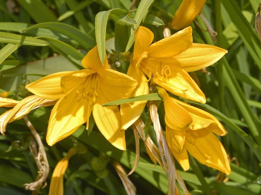 Yellow flowers of Hemerocallis citrina