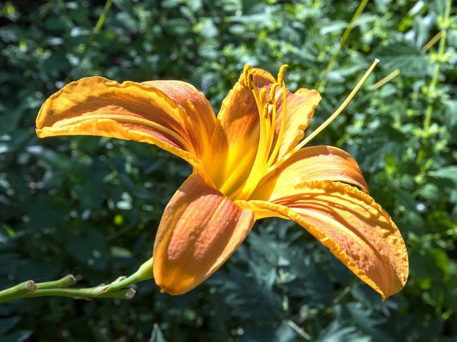 Fulvous day-lily with orange-yellow flowers blooming in a sunny border garden