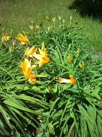 Amur day-lily with orange day flowers