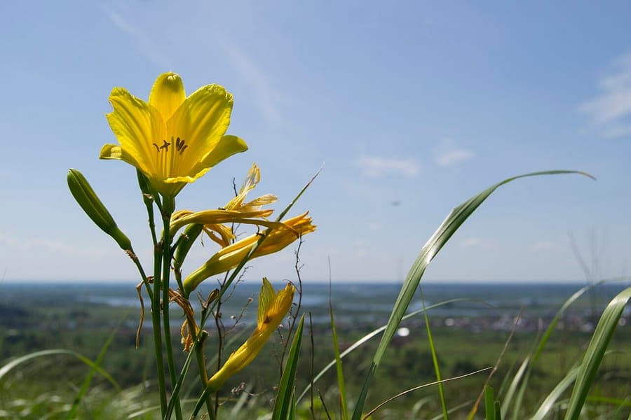 Hemerocallis minor Blüten in Orange-Gelb
