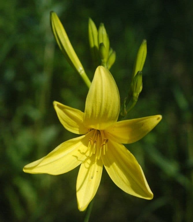Hémérocalles orange-jaune vives en pleine floraison avec leurs fleurs typiques en forme de lys
