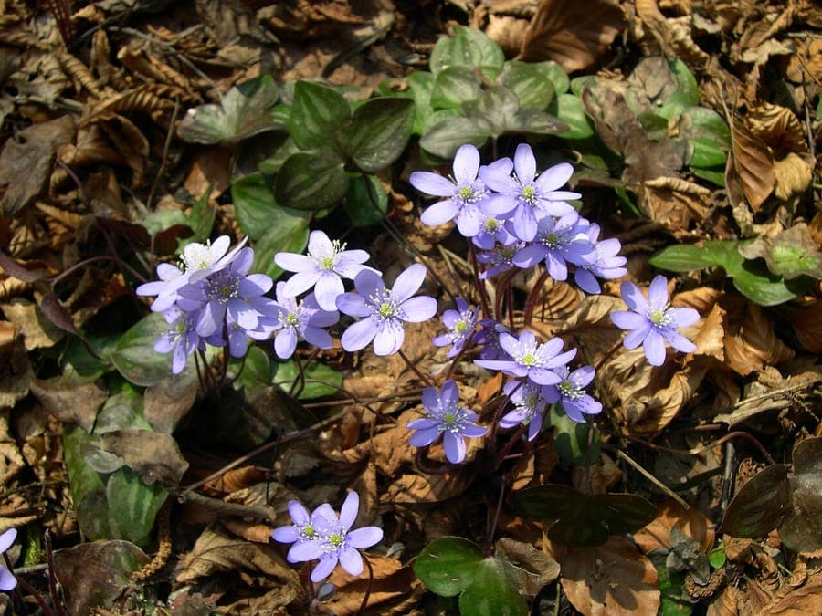Hepatica with blue-violet flowers in woodland setting