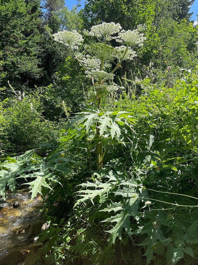 Riesenbärenklau mit riesigen Blättern und weißen Blütentrauben
