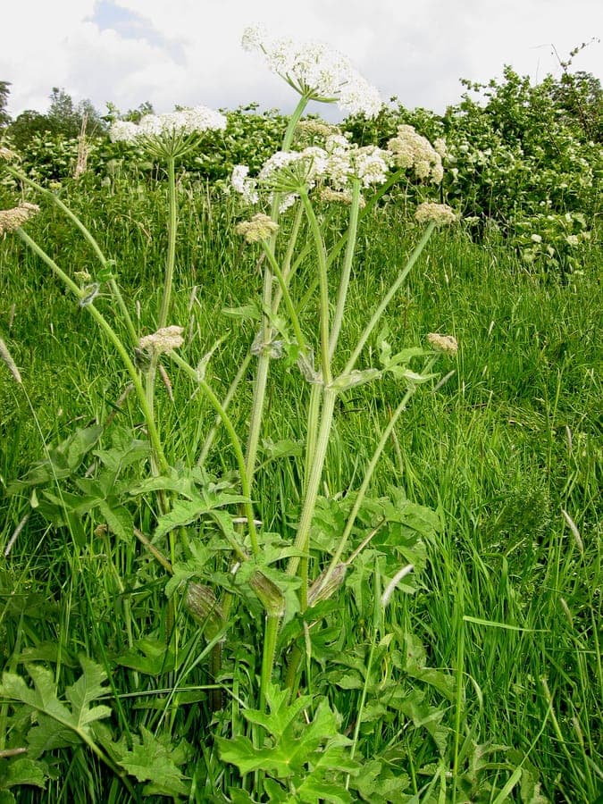 Gewone berenklauw met grote bladeren en witte bloemtrossen