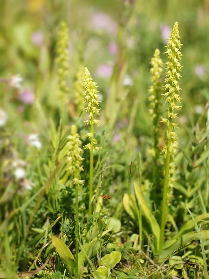 Un groupe d'orchis musc en fleurs sous la lumière tamisée d'un sous-bois, avec leurs petites fleurs jaunes le long d'une lisière humide