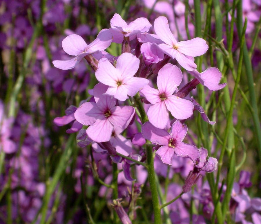 Damastbloem in volle bloei in een zonnige borders, met paarse en witte bloemen die in het voorjaar opgaan