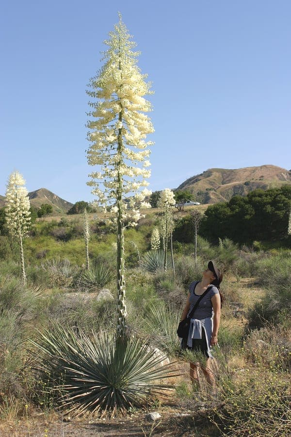 Hesperoyucca whipplei mit stacheliger Blattrosette und hoher Bluetenrispe in der kalifornischen Chaparral-Landschaft