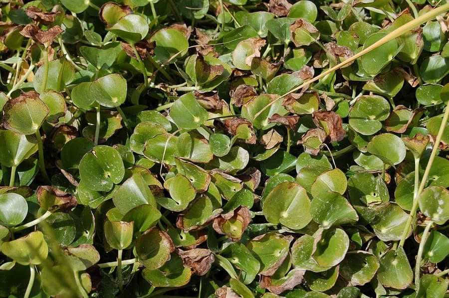 Modderweegbree plant met karakteristieke nierbladen