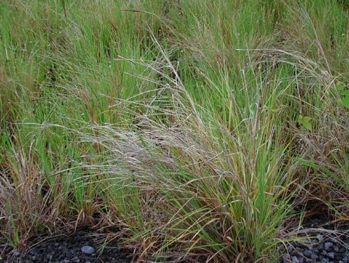 Heteropogon contortus met karakteristieke gekrulde grasspielen