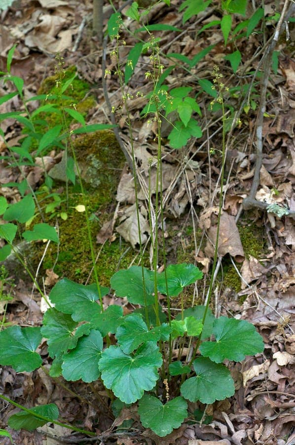 Heuchera americana leaves with marbled texture and reddish undersides