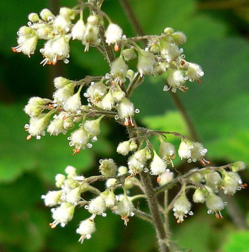 Heuchera maxima with characteristic large leaves and pink flowers