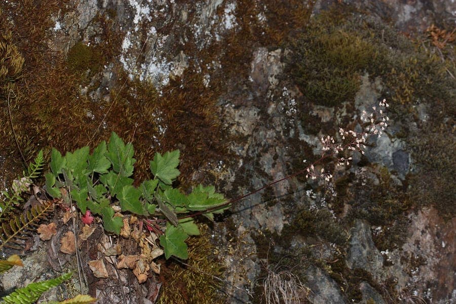Heuchère à petites fleurs (Heuchera micrantha) avec feuillage en rosette et hampes florales fines en milieu ombragé
