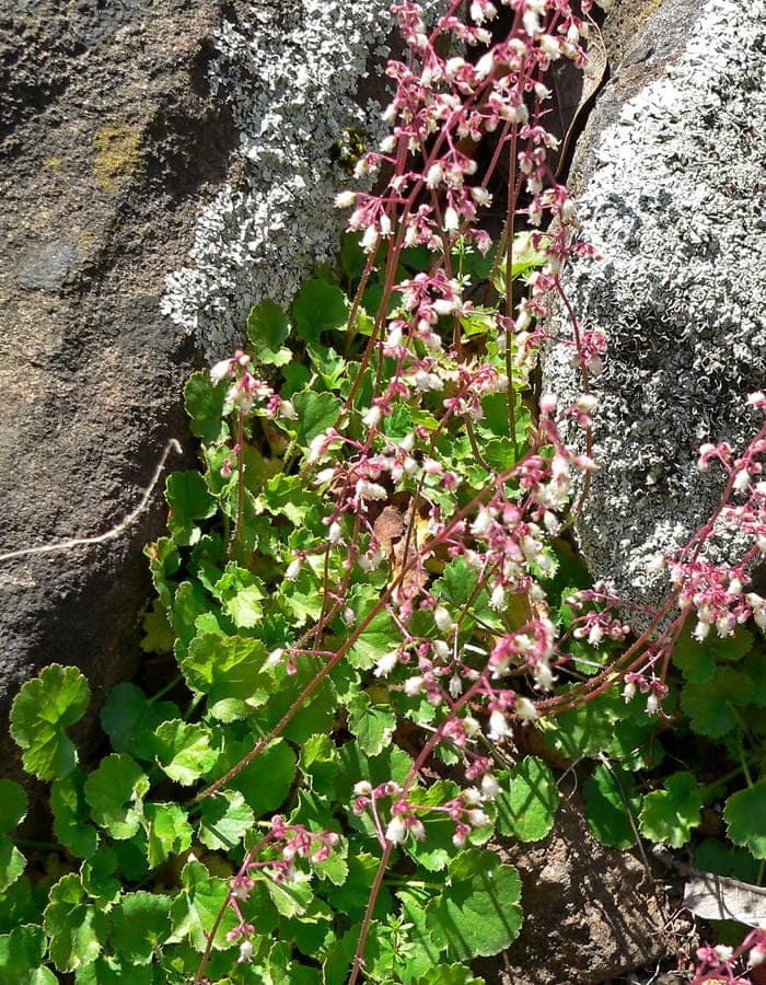 Herzblättriges Purpurglöckchen mit rot getönten Blättern und zarten rosa Blütenständen