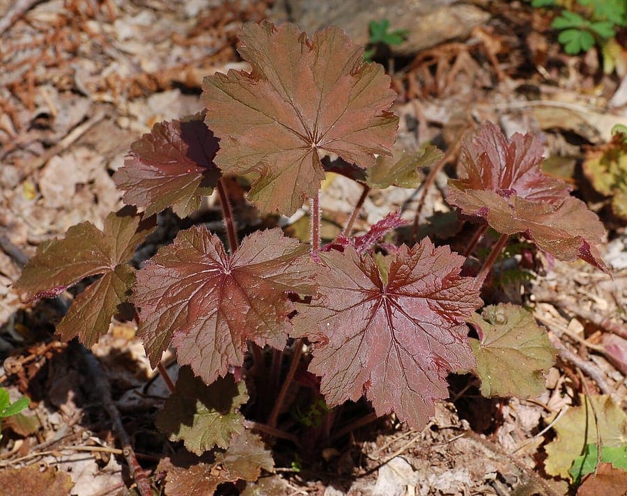 Hairy alumroot displaying characteristic hairy leaves