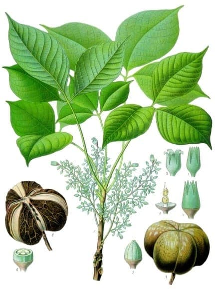 Hevea brasiliensis tree with large green foliage in tropical setting
