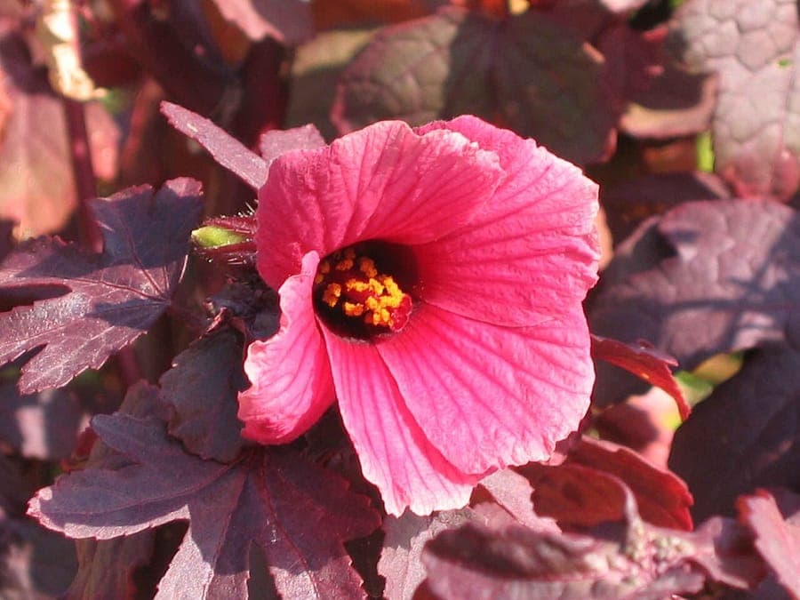Rode bladeren en roze bloemen van Hibiscus acetosella
