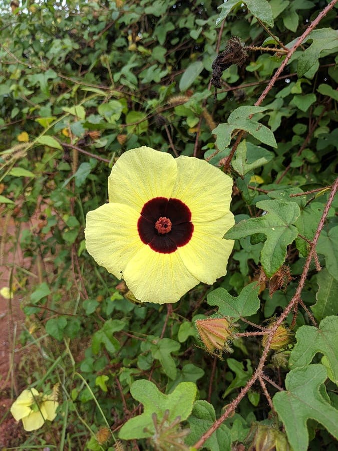 Hibiscus aculeatus bloem en bladeren