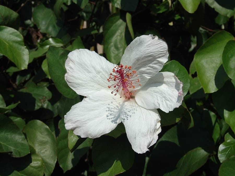 Hibiscus arnottianus witte bloem met stempel