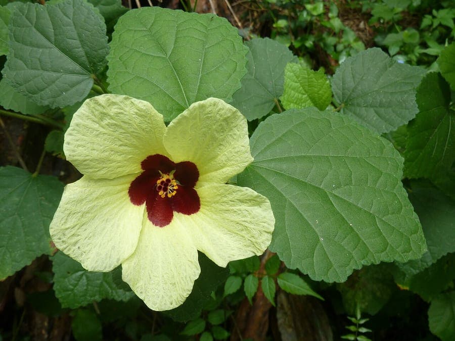 Lemonyellow rosemallow with bright yellow flowers