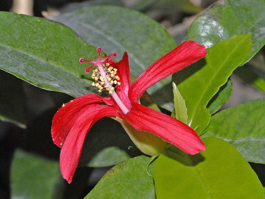 Hibiscus clayi red flower with stamens