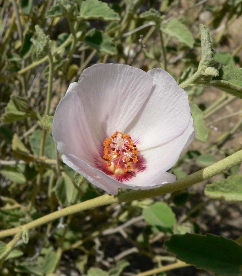 Hibiscus pale-face avec fleur rose dans le paysage desert