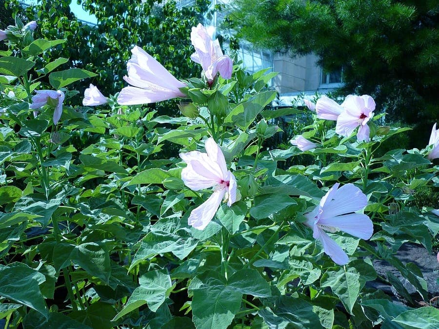 Grandes fleurs soyeuses du Hibiscus grandiflorus en rose et magenta