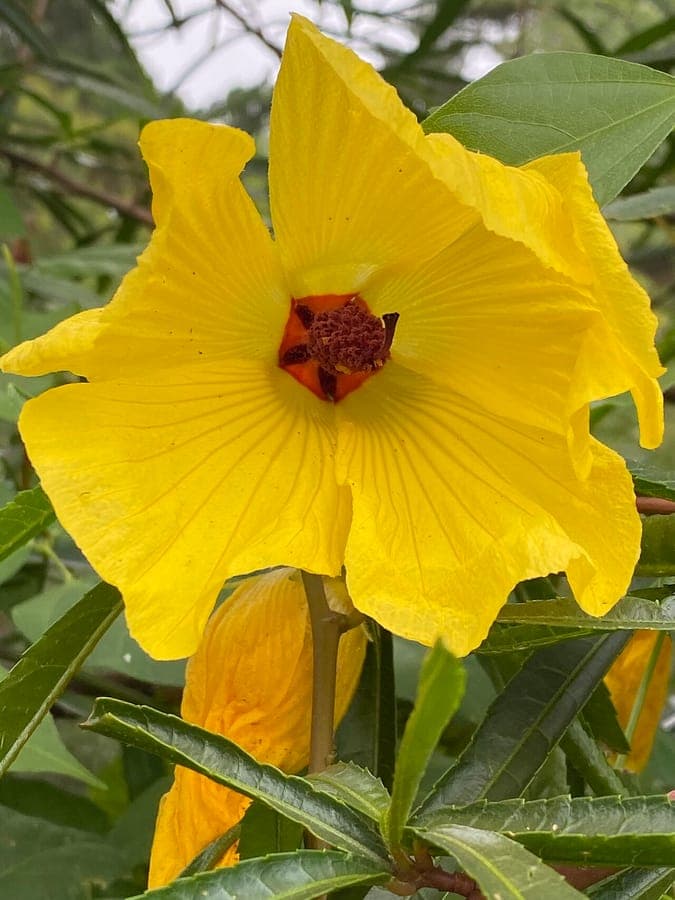 Laurier Queensland avec des fleurs jaunes vives