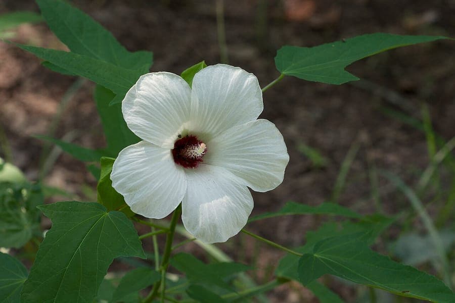 Scarlet rose-mallow displaying large purple flowers with red center above halberd-shaped leaves