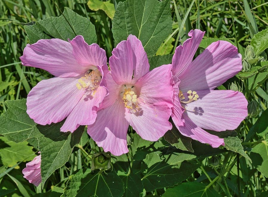 Hibiscus moscheutos in volle bloei in een vochtige tuinrand