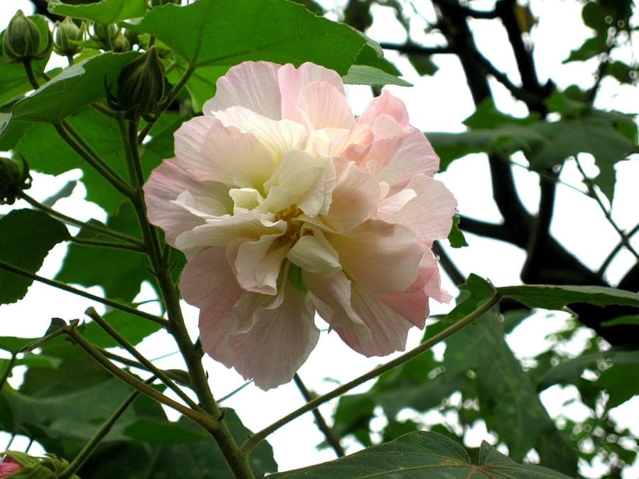 Hibiscus mutabilis Blüte wechselt während des Tages von Weiß zu Rosa