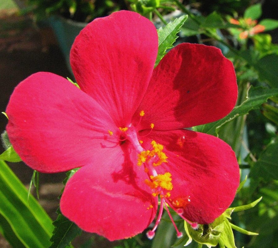 Hibiscus phoeniceus red flower with center