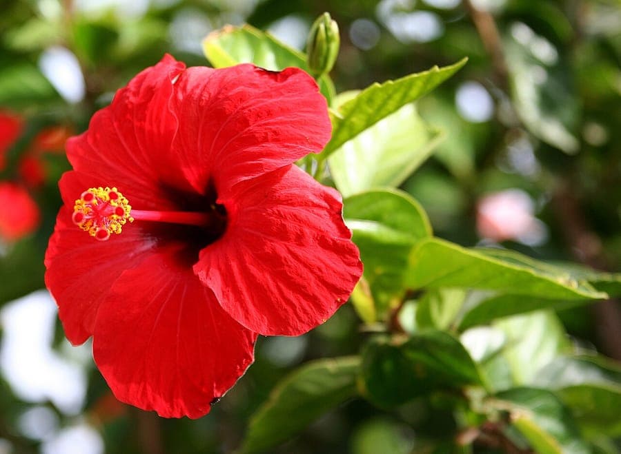 Hibiscus en fleur avec de grandes fleurs rouges vif dans un patio ensoleillé