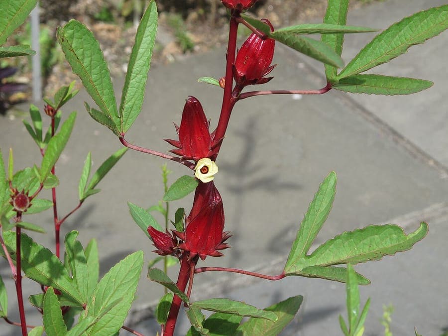 Fleur Hibiscus sabdariffa
