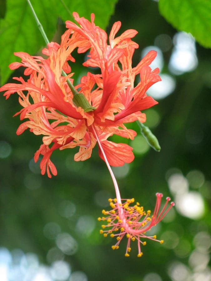 Franje-hibiscus met karakteristieke gefranste bloemen in rood en wit