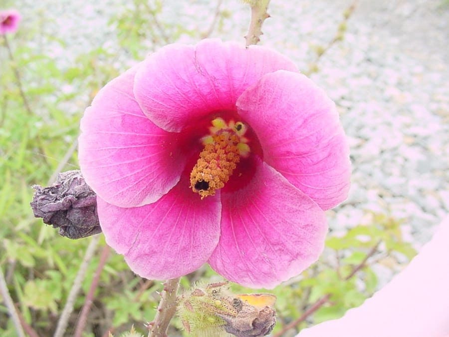 Striped hibiscus flowers with characteristic striped patterns