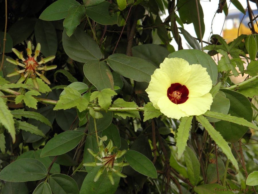 Hibiscus epineux affichant des fleurs jaunes avec sepales et etamines promines