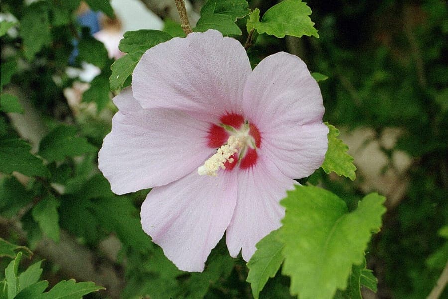 Hibiscus de Syrie en fleurs violettes dans un jardin ensoleillé