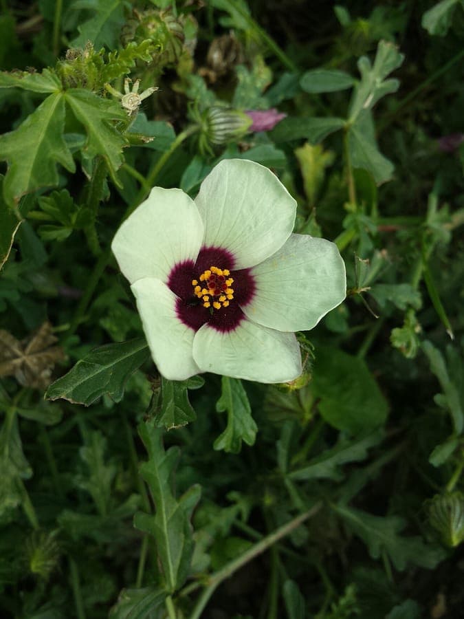 Yellow Flower-of-an-hour with dark maroon center in full bloom in a partially shaded garden bed