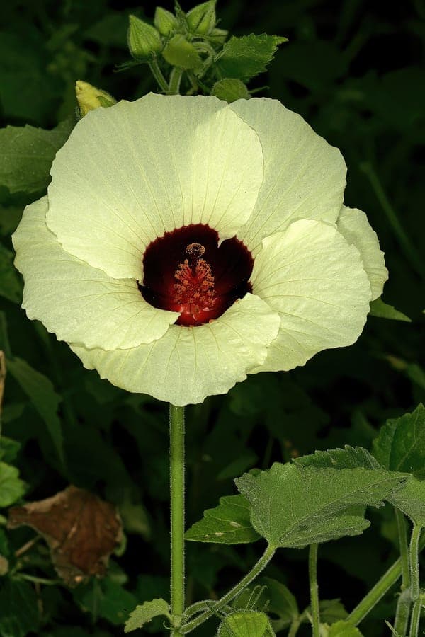 Rose-mallow tropicale avec grande fleur rouge et feuillage ressemblant a la vigne