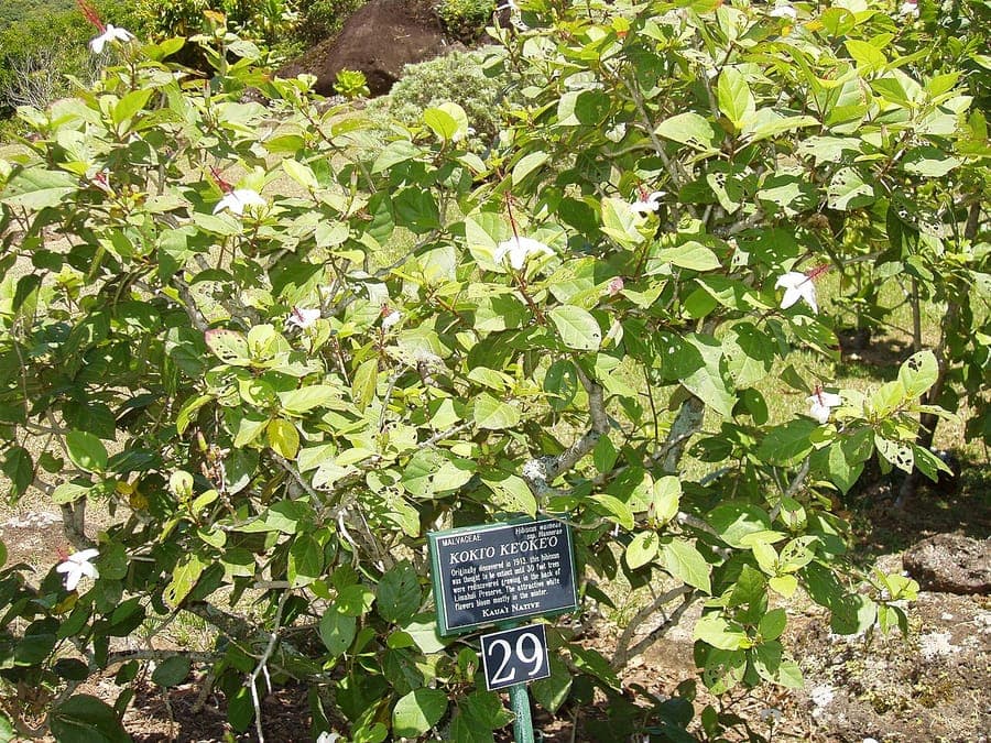 Hibiscus waimeae displaying large pristine white flowers with yellow center