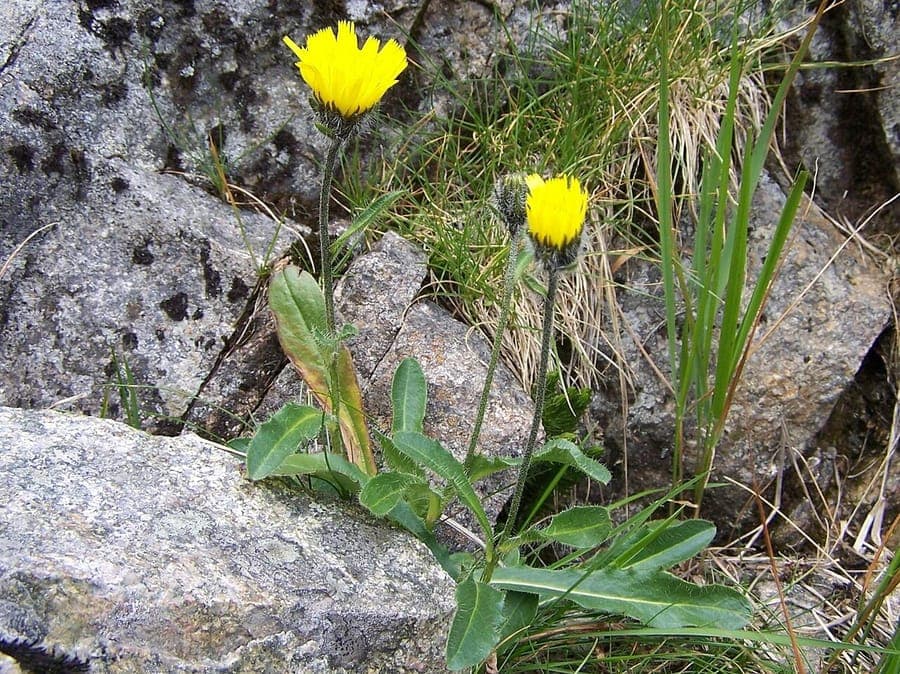 Hieracium alpinum met gele bloemen op bergweiden