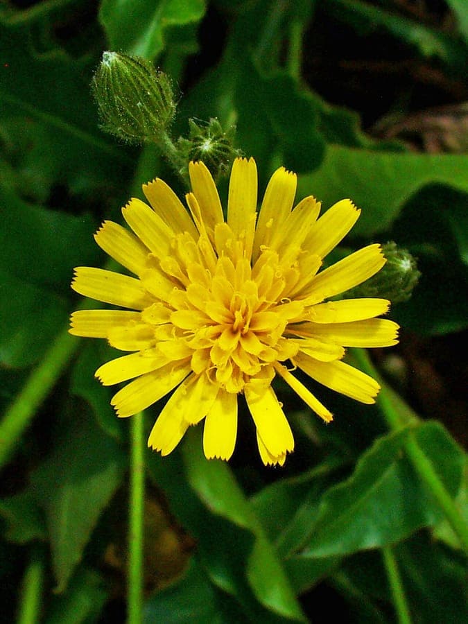 Stengel-havikskruid met gele bloemen en stengelomvattende bladeren in rotsige berghabitat