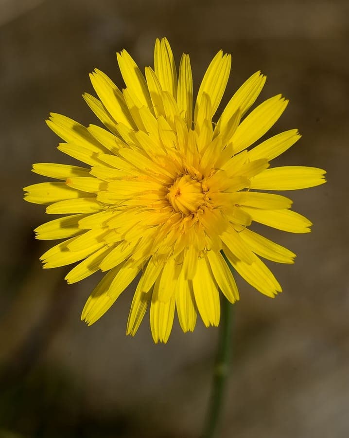 Gelbe Blüten des gewöhnlichen Habichtskrauts mit grünen Blättern
