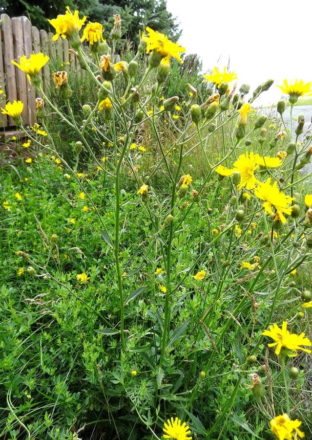Eperviere lisse avec fleurs jaunes